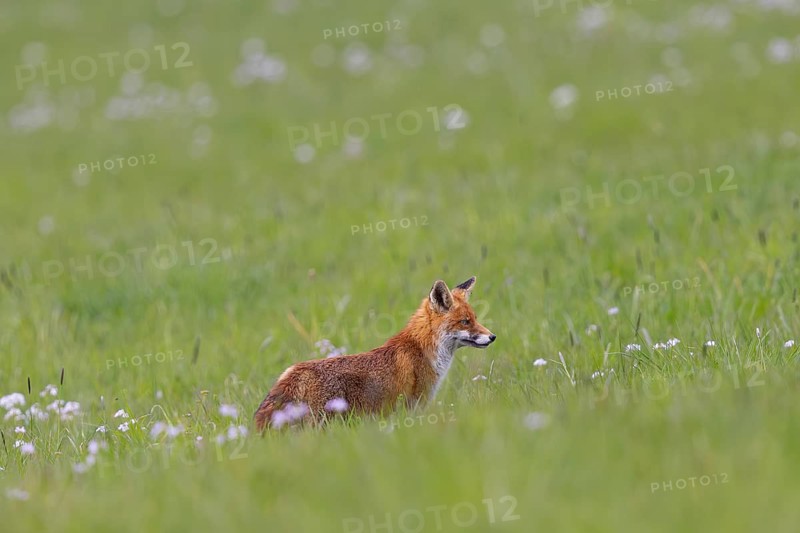 Red fox (Vulpes vulpes) adult standing on a flowering meadow in spring and gazing into the distance, Hesse, Germany
