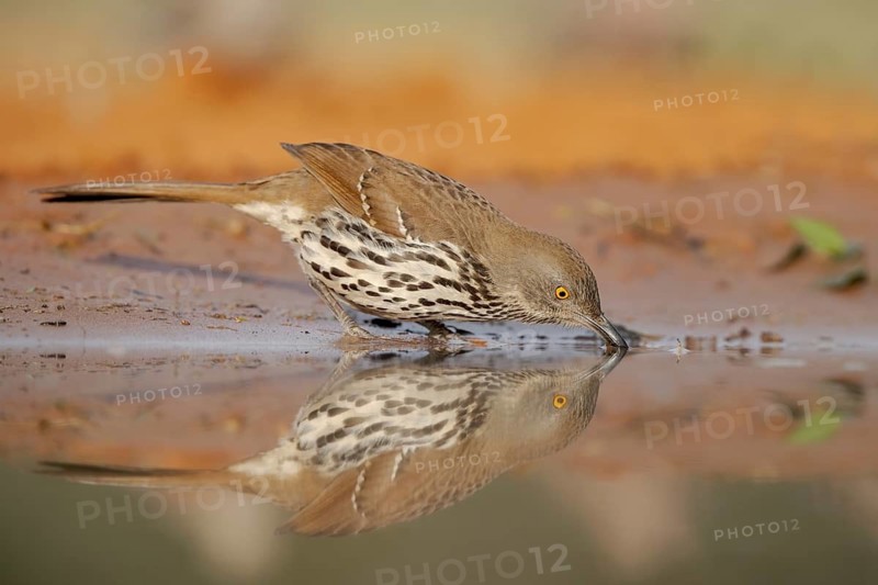 Long-billed Thrasher (Toxostoma longirostre) drinking at a waterhole, Texas, USA