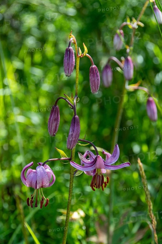 Close-up of a martagon lily (Lilium martagon), Sancy Massif, Auvergne-Rhone-Alpes, France