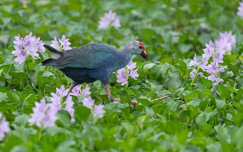 Naturfotografie Olaf & Sylvia Rentzsch