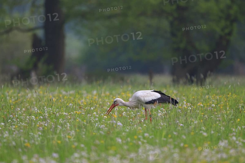 White Stork (Ciconia ciconia) foraging, North Rhine-Westphalia, Germany