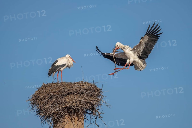 Two white storks (ciconia ciconia) can be seen in a tree. One is on the nest while the other arrives flying. It is spring and the sky is blue. Lower Rhine, Alsace, France