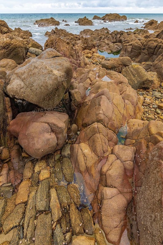 Rocks covered with shells on the Atlantic coast. Sables d'Olonne, Vendee France