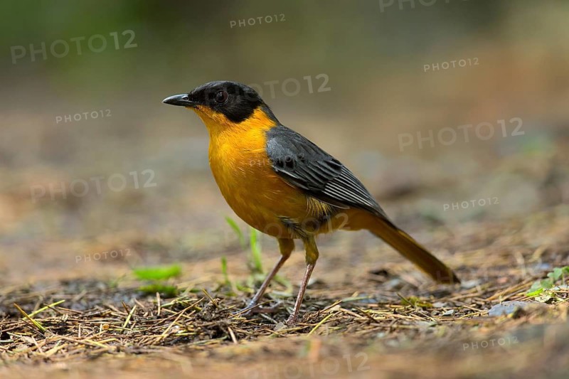 Chorister Robin-Chat (Cossypha dichroa), Kwazulu-Natal, South Africa