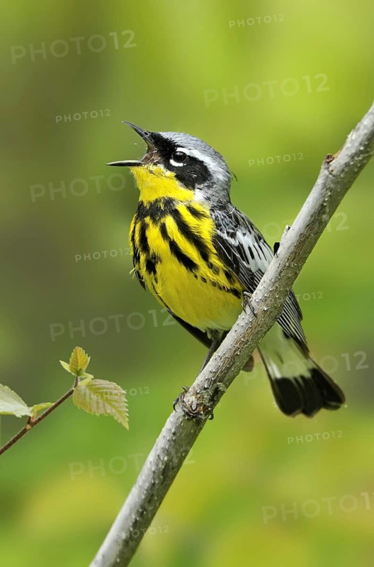 Magnolia Warbler (Setophaga magnolia) singing, Alberta, Canada
