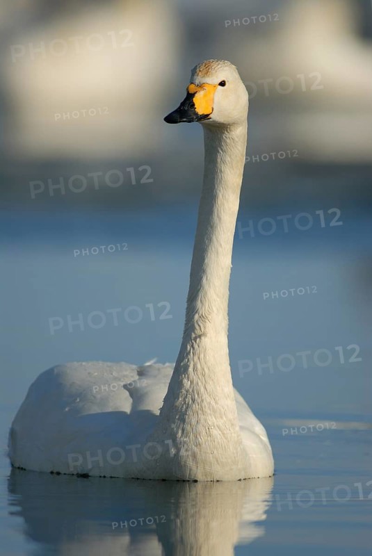 Whooper Swan (Cygnus cygnus), Hokkaido, Japan