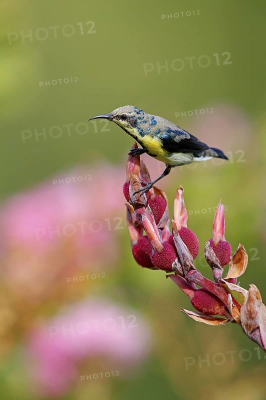 Purple Sunbird, (Cinnyris asiaticus), male, perch, animals, birds, sunbirds, Al Qurm Park, Muscat, Muscat, Oman