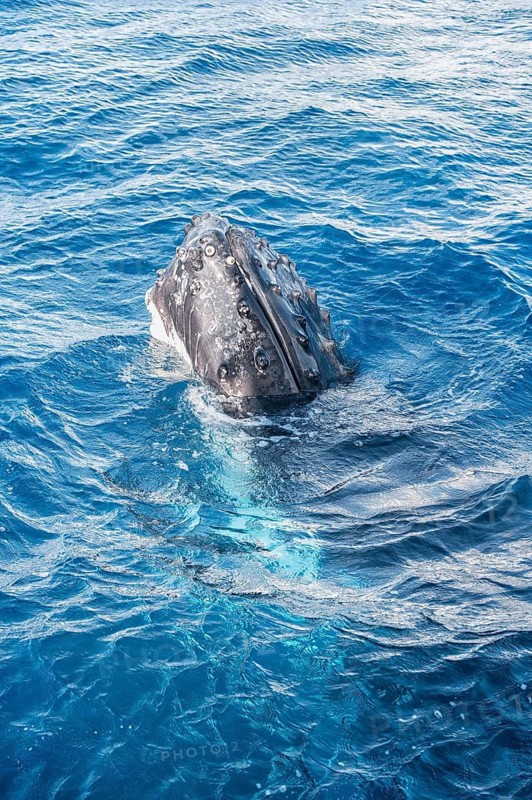 Humpback whale adult surfacing, Hervey Bay, Queensland, Australia