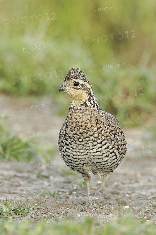 Northern Bobwhite (Colinus virginianus) female, Texas, USA