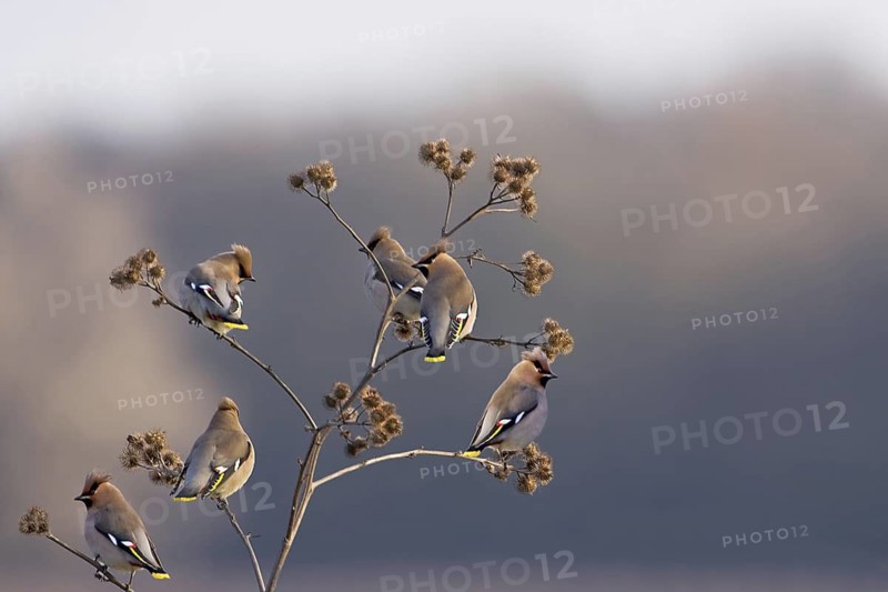 Bohemian Waxwing (Bombycilla garrulus), Saxony-Anhalt, Germany