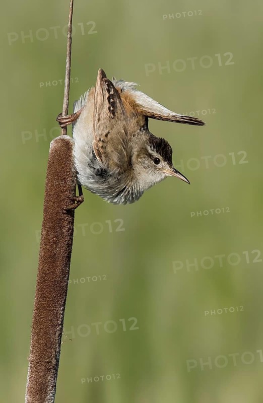 Marsh Wren (Cistothorus palustris), British Columbia, Canada