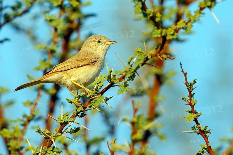 Desert warbler, (Sylvia nana deserti), animals, birds, biotope, habitat, perch, songbird, warbler family, Middle East, Mudday, Salalah, Dhofar, Oman