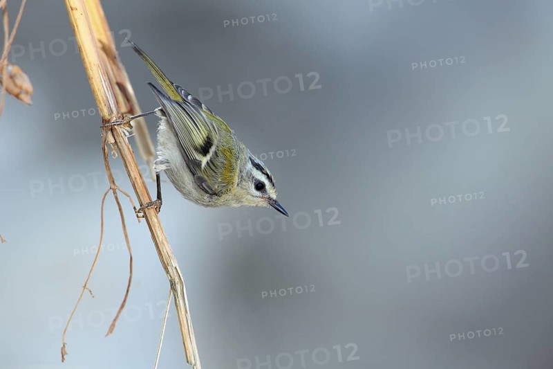 Common Firecrest (Regulus ignicapilla) juvenile, Andalusia, Spain