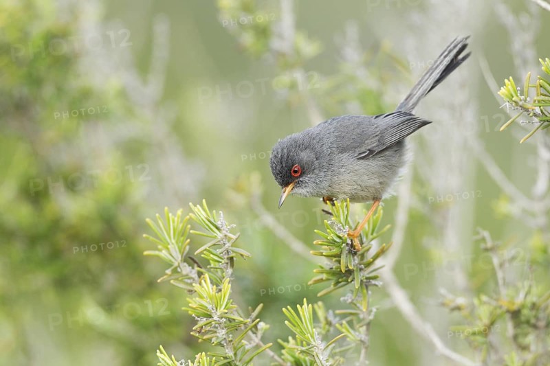 Balearic Warbler (Sylvia balearica) male, Mallorca, Spain