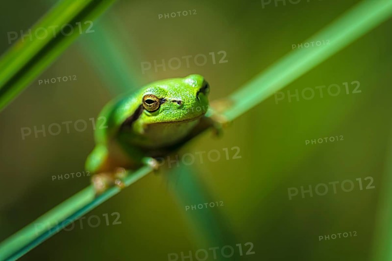 Young tree frog (Hyla aborea) on reed leaf, Close Up, portrait, Rüsselsheim am Main, Hesse, Germany