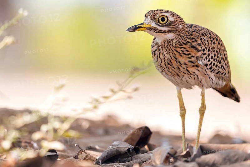 Animals, Birds, Cape Stone Curlew, (Burhinus capensis), Biotope, Habitat, Foraging, Al Baleed Archeological Park, Salalah, Sohar, Oman