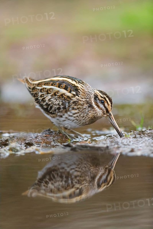 Zwergschnepfe, Lymnocryptes minimus Jack Snipe, Lymnocryptes minimus