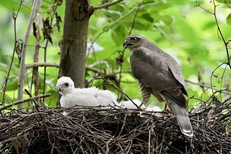 Eurasian Sparrowhawk (Accipiter nisus) female with chicks in nest, North Rhine-Westphalia, Germany