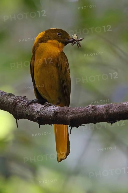 Golden Bowerbird (Prionodura newtoniana) male with insect in its beak, Queensland, Australia