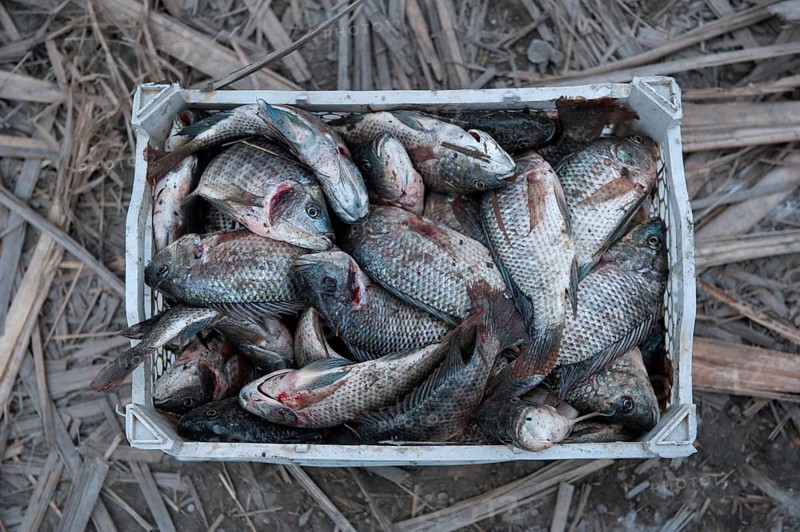 A tray of freshly caught fish by Marsh Arab fishermen, fishing in the marshes of southern Iraq is threatened by pollution, drought and water restrictions