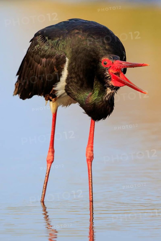 Black Stork (Ciconia nigra) foraging, Greece