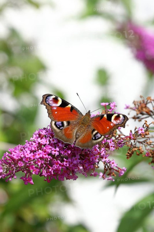 European peacock (Aglais io), on butterfly bush or butterfly-bush (Buddleja davidii), high-key image, Wilden, North Rhine-Westphalia, Germany