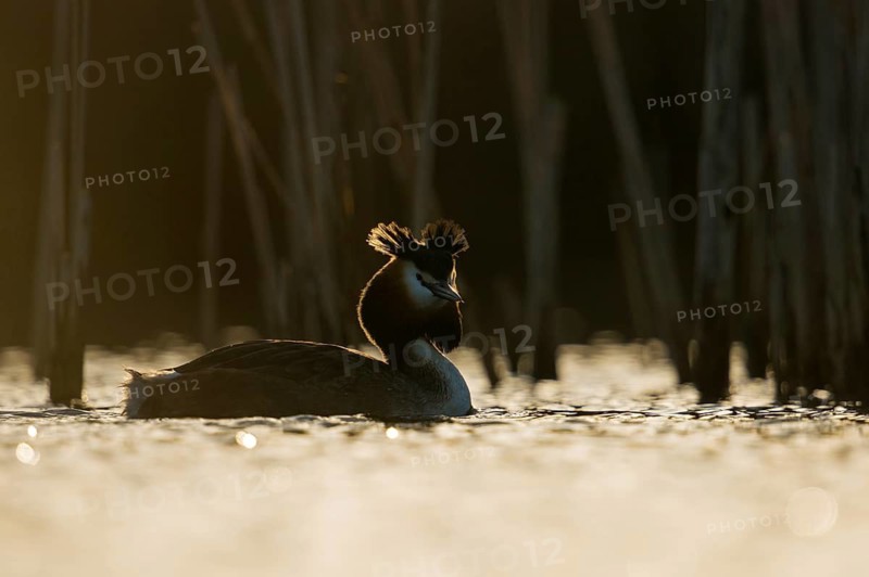 Great Crested Grebe (Podiceps cristatus), North Rhine-Westphalia, Germany