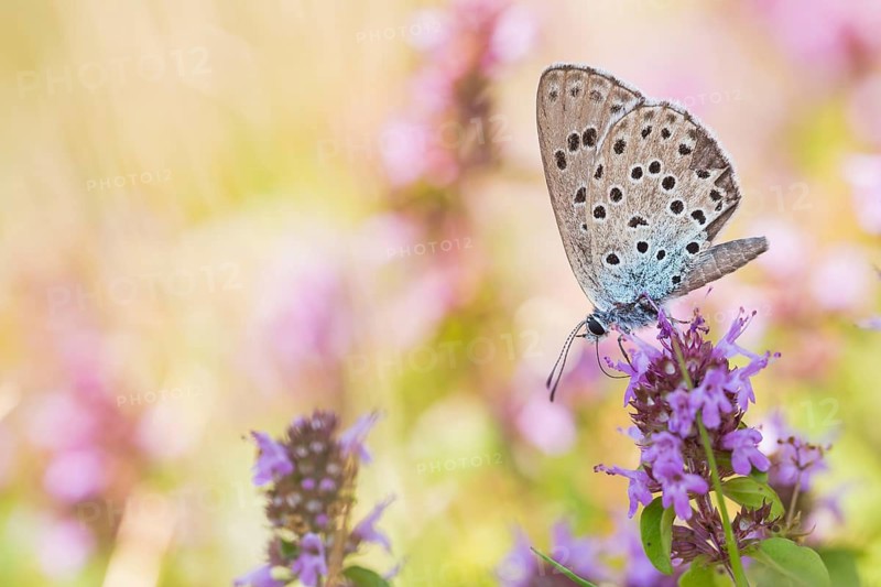 Phengaris arion - Large blue - Quendel-Ameisenbläuling, Germany (Baden-Württemberg), imago