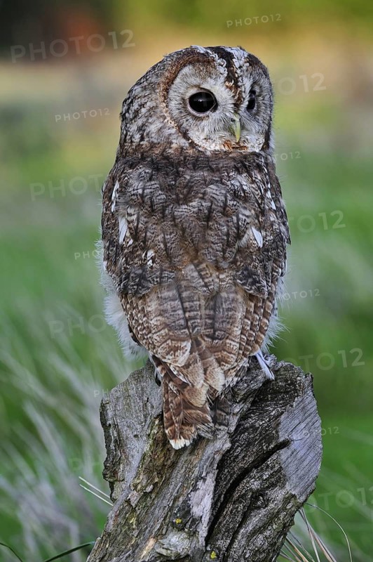Tawny owl (Strix aluco) looking backwards on tree stump, England, UK