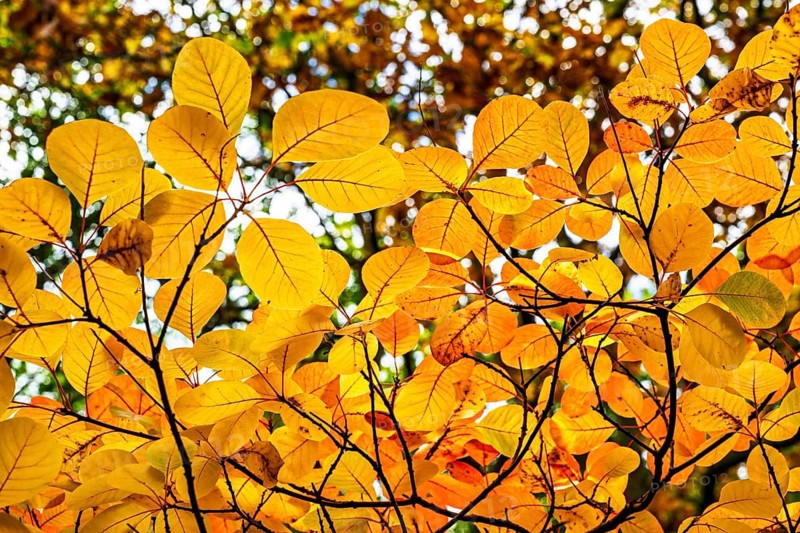 The color of autumn trees and leaves, Bodnant Garden, Conwy River, Colwyn Bay, Conwy, Wales, United Kingdom