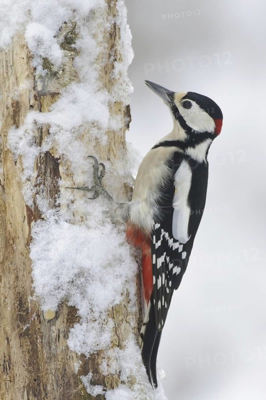Great Spotted Woodpecker (Dendrocopos major) male, Lower Saxony, Germany