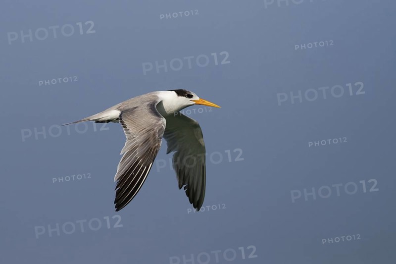 Lesser Crested Tern (Thalasseus bengalensis) flying, Oman