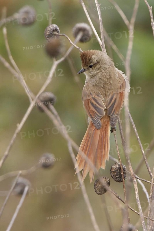Brown-capped Tit-Spinetail (Leptasthenura fuliginiceps) perched on a branch in Bolivia, South America