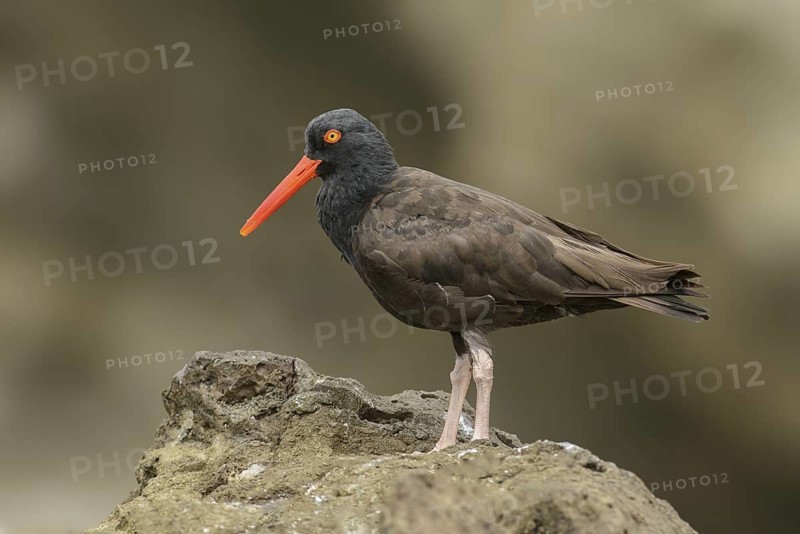 Black Oystercatcher (Haematopus bachmani), British Columbia, Canada