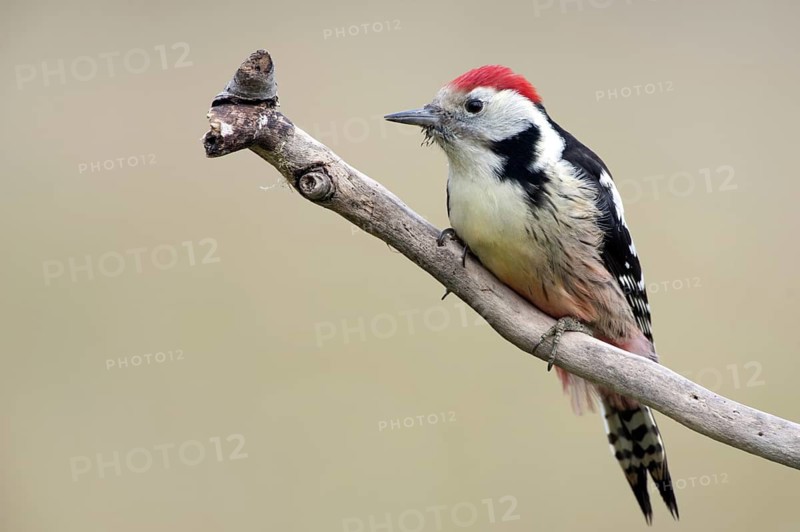 Middle Spotted Woodpecker (Dendrocoptes medius), Thuringia, Germany