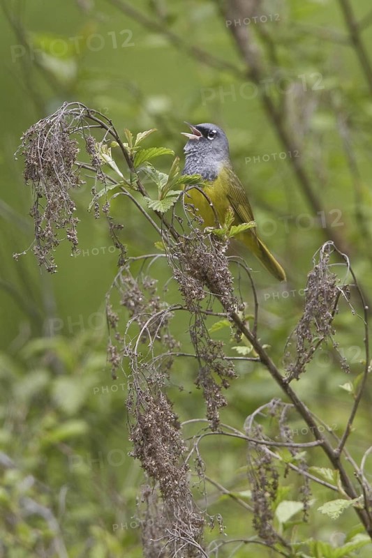 MacGillivray's Warbler (Geothlypis tolmiei) singing, British Columbia, Canada