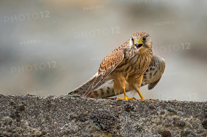 Kestrel (Falco tinnunculus), Gerolstein, Rhineland-Palatinate, Germany