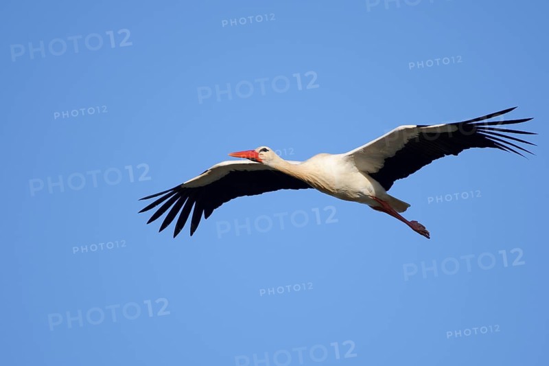 White stork (Ciconia ciconia), flying, Algarve, Portugal