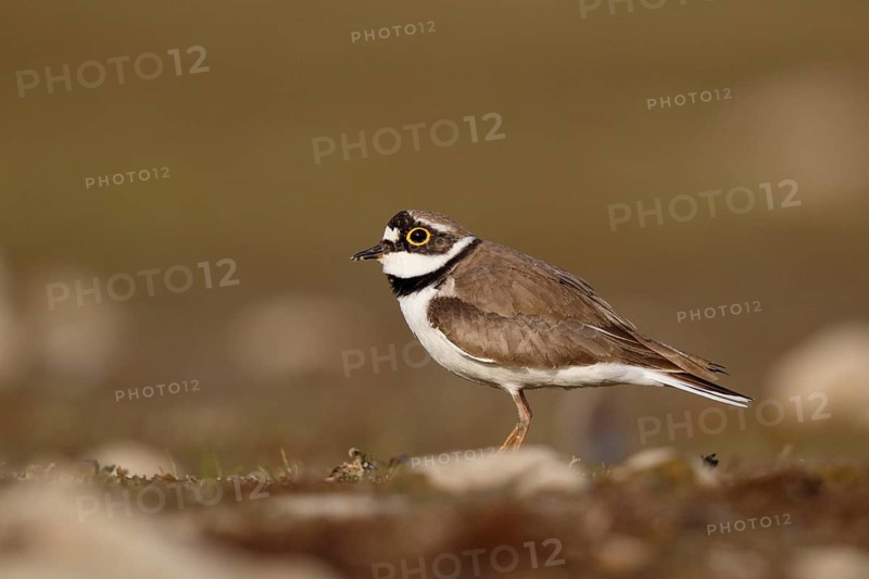 Little Ringed Plover (Charadrius dubius) male, North Rhine-Westphalia, Germany