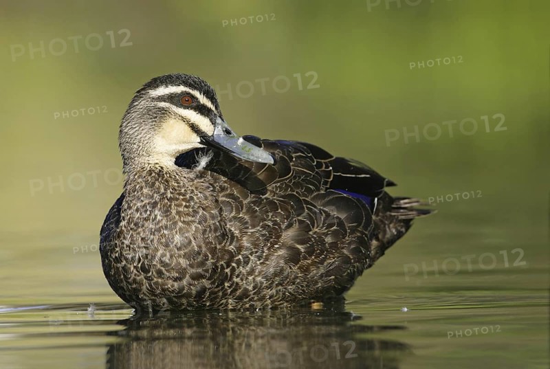 Pacific Black Duck (Anas superciliosa), Victoria, Australia