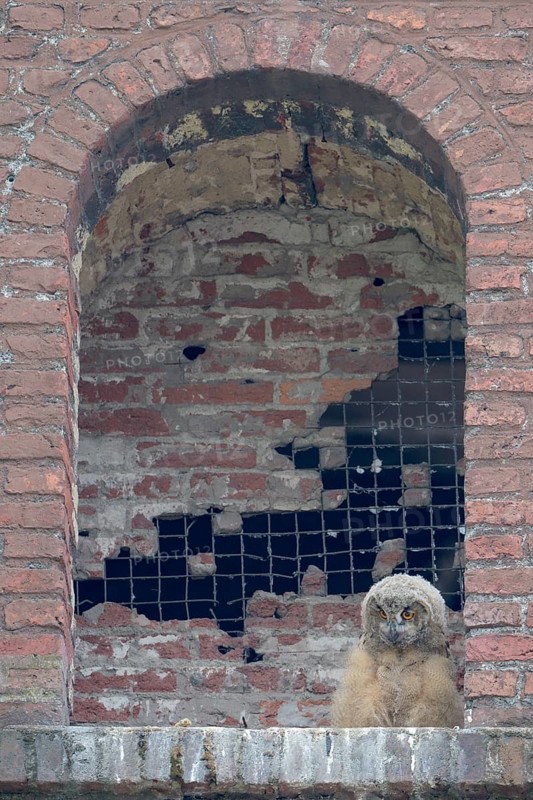 Uhu (Bubo bubo), Eagle Owl, Jungvogel im Nest, Juni, Zeche Ewald, Herten, Ruhrgebiet, Nordrhein-Westfalen, Deutschland
