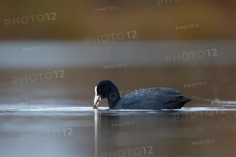 Eurasian Coot (Fulica atra), North Rhine-Westphalia, Germany