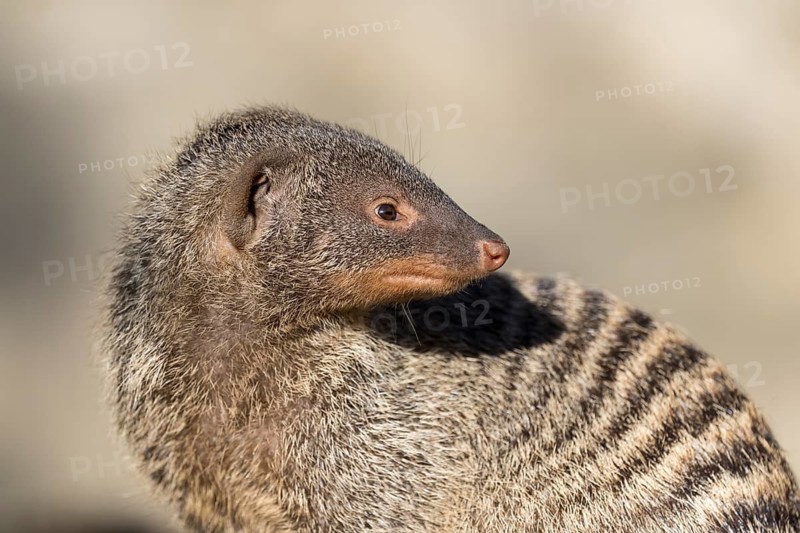 An adult zebra mongoose (Mungos mungo) sits on a hollow, fallen tree trunk in the soft morning light. East, Southeast and South-Central Africa