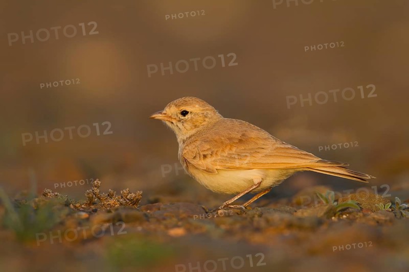 Bar-tailed Desert Lark - Sandlerche - Ammomanes cincturus, Marokko, adult