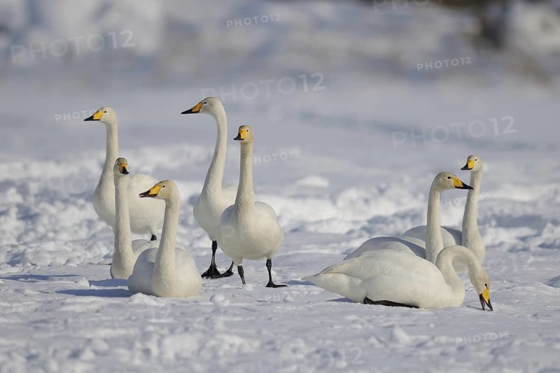 Whooper Swan (Cygnus cygnus), Hokkaido, Japan