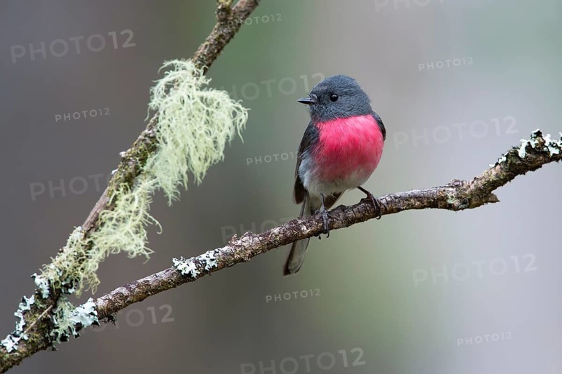 Rose Robin (Petroica rosea) male perched on a branch, Victoria, Australia
