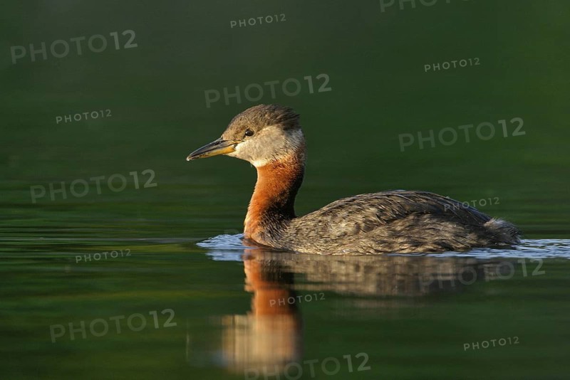 Red-necked Grebe (Podiceps grisegena), Alaska, USA