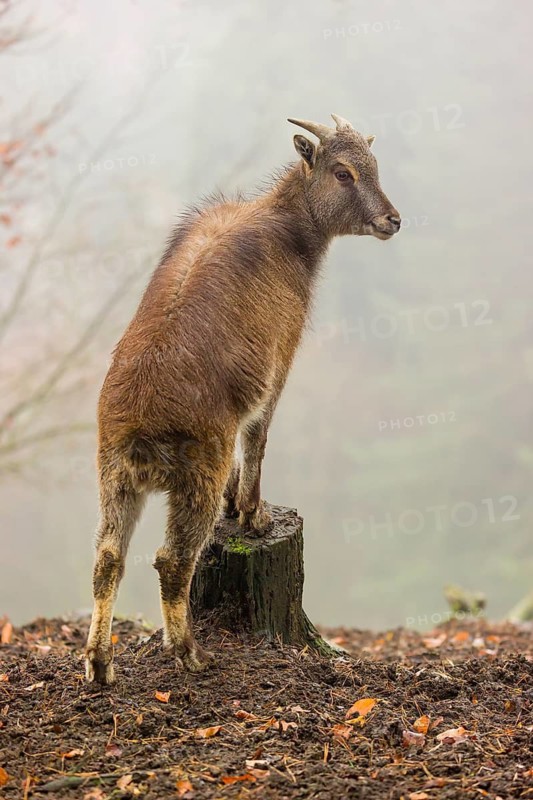 A female Himalayan Tahr (Hemitragus jemlahicus) stands in the forest on a foggy day