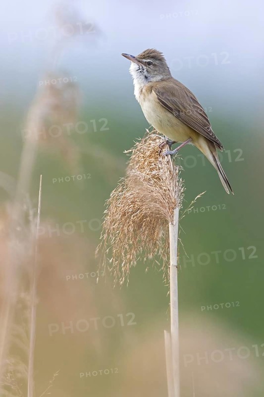 Reed warbler, (Acrocephalus arundinaceus), reedbed perch, biotope, habitat, animals, birds, songbird, reed warbler genus, Lobau, Vienna, Donaustadt, Vienna, Austria