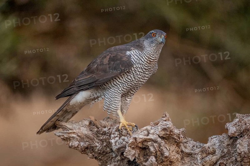 Goshawk (Accipiter gentilis), Catalonia, Spain